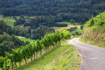 Wunderfitzpfad Diersburg Hohberg Black Forest Schwarzwald