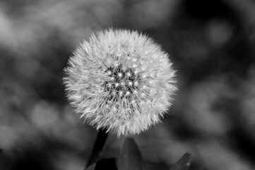 Pusteblume