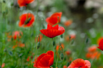 Fototapeta premium Mohn