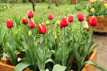 Flower bed with beautiful blooming red and yellow tulips.