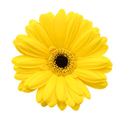  yellow Gerber flower, daisies isolated on white