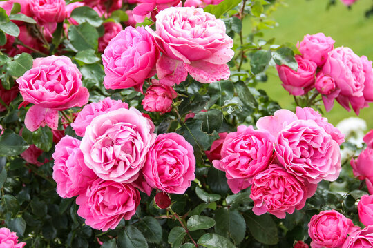 Beautiful flower garden. Pink blooming bush of roses.