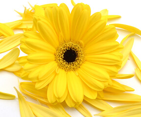 yellow gerber daisy flower  isolated on background