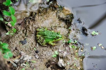 Green frog is sitting on swamp silt