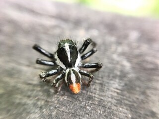 spider on a piece of wood