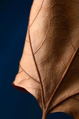 Close-up photo of an autumn maple leaf. Abstract composition.