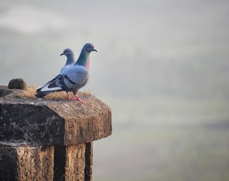 pigeon on a old wall