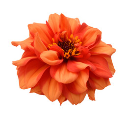 orange dahlia isolated on white background