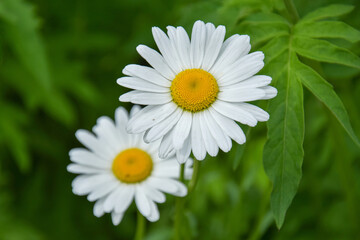 Blooming daisies on the background of greenery in the garden