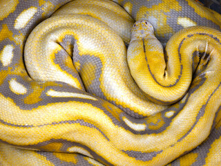 Fototapeta premium yellow snake