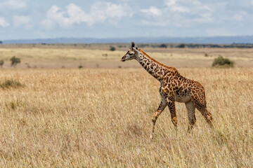 Giraffe calf walking on the great plains of the Masai Mara National Reserve in Kenya