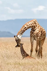 Gordijnen Giraffe mother with calf standing on the great plains of the Masai Mara National Reserve in Kenya © henk bogaard