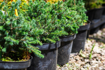 Fototapeta na wymiar Variety of evergreen potted cypress plants. Sale of plants. Selective focus.