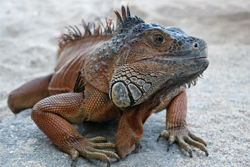 Fototapeta premium iguana on a sand ground