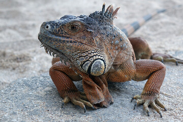iguana on a sand ground