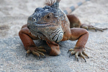 iguana on a sand ground