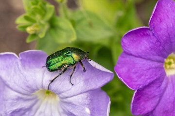 A magnificent bronze beetle sits on a petunia flower. The beauty of the world.
