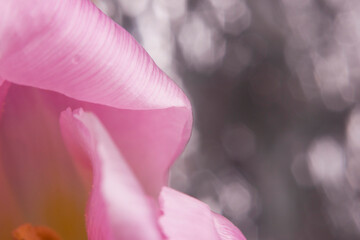 Różowy tulipan.Marko.Roślina. © Anna