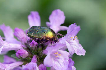 Iridescent bronze beetle on lilac flowers. The beauty of the world around us.