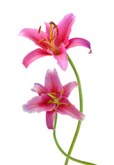 Pink Stargazer Lilies flowers isolated on white background