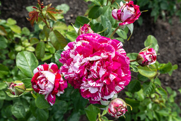 Garden Rose, Breeding Variety 'Neil Diamond'