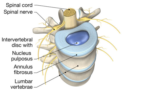 Lumbar vertebrae with intervertebral disc, medically 3D illustration