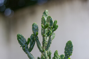 close up of a cactus