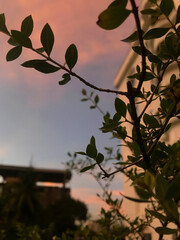 Beautiful sky on twilight time for behind a tree