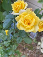 yellow rose in garden