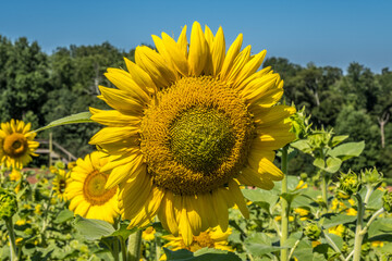 Fototapety na wymiar - Fototapeta24.pl