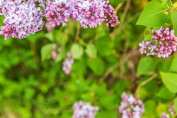 Beautiful smell violet purple lilac blossom flowers in spring time. Close up macro twigs of lilac selective focus. Inspirational natural floral blooming garden or park. Ecology nature landscape