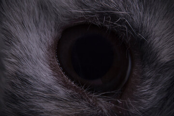 Oko królika. Oko zwierzyny.