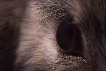 Oko  królika. Oko zwierzyny.