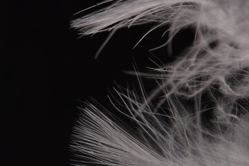 Makro piórko. Pióro. © Anna