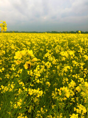 Yellow mustard flowers in the garden. Mustard cultivation in Bangladesh