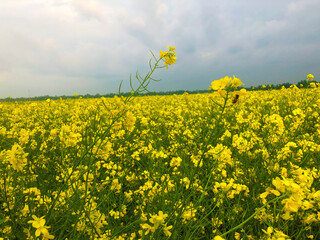 Yellow mustard flowers in the garden. Mustard cultivation in Bangladesh