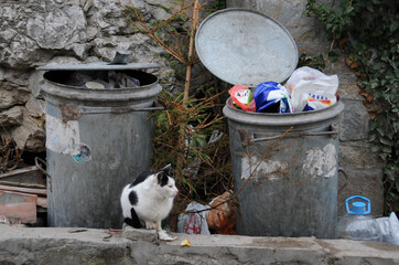 Stray cat next to garbage containers