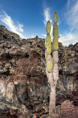 Candelabra Cactus Jasminocereus thouarsii Isabela Island Galapagos Islands 