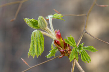 Leaves of a chestnut unfold from a leaf bud