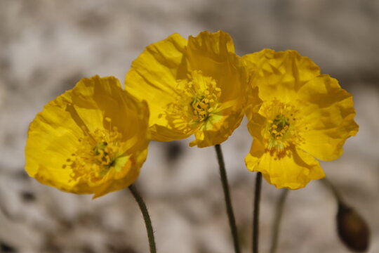 Herrlicher Bergmohn