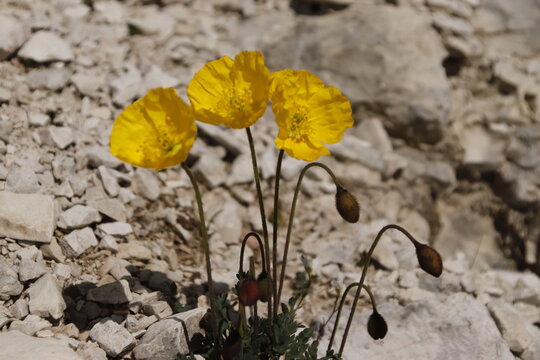 Gelber Bergmohn