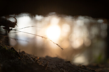 Framed plant at sunset