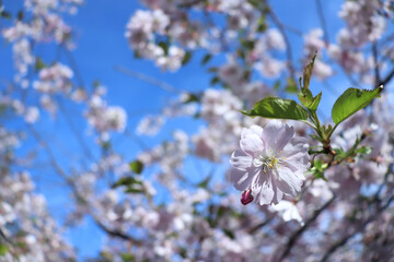 Cherry blossoms