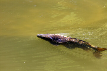 Fish swimming in lake in park