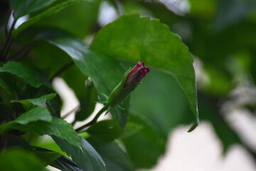 beautiful hibiscus flower bud at outdoor