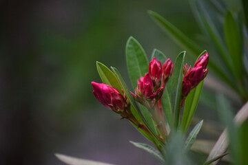 oleander or nerium oleander flower buds at outdoor