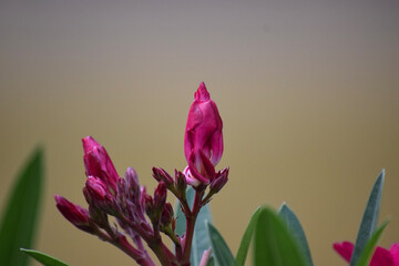 oleander or nerium oleander flower buds at outdoor
