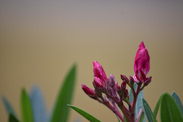 oleander or nerium oleander flower buds at outdoor