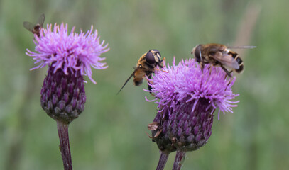 Fly on thistle flower