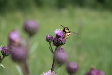 Fly on thistle flower